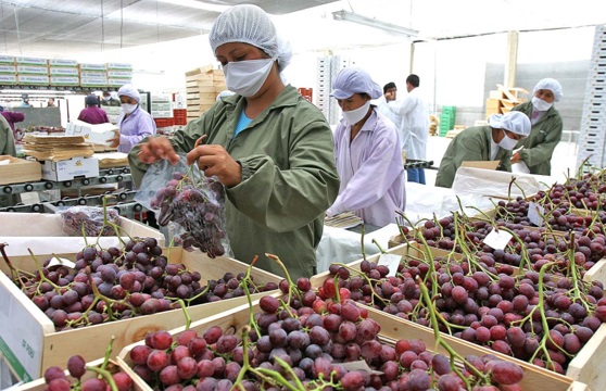 Agroexportaciones peruanas a Europa crecen 26 % en primer bimestre del año