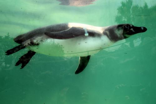 Día Mundial de los Pingüinos: conoce al pingüino de Humboldt, emblemática especie peruana