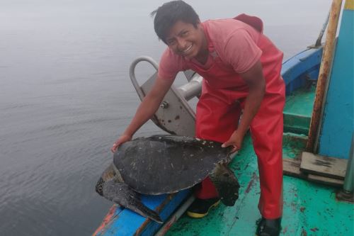 Estudio revela cómo la captura en redes de pesca incidental afecta a las especies marinas