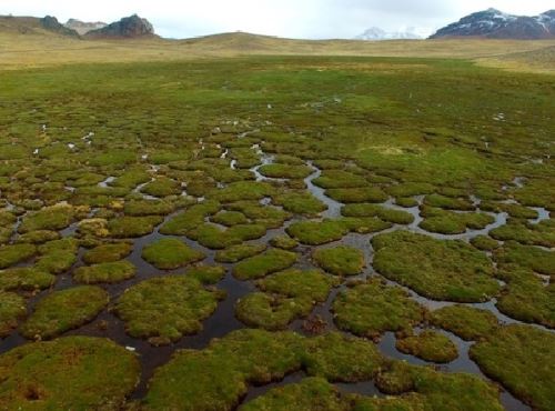 Estudio revela que bofedales altoandinos podrían mitigar escasez de agua durante sequías