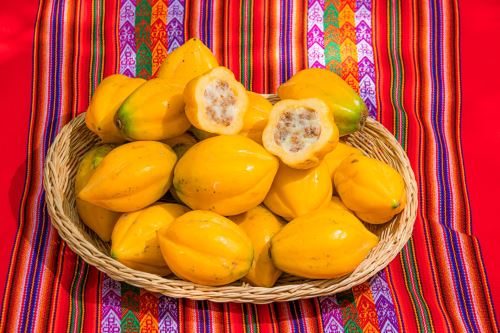 Puno de exportación: productores de Sandia comercializan 55 toneladas de papayita andina