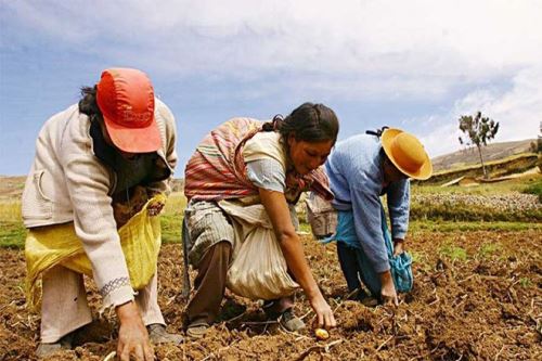 Día del Trabajo: más de 2 millones de productores agrarios proveen de alimentos al Perú