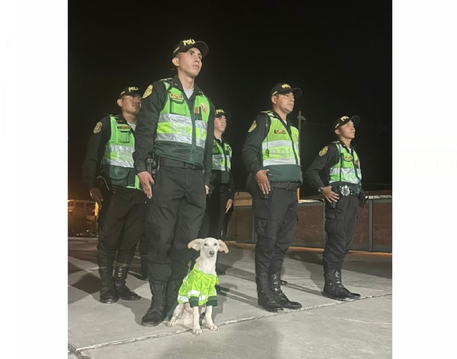 Sultán se ha convertido en el nuevo engreído de los efectivos de la comisaría de Catacaos, en Piura. La mascota era hasta hace poco un perro callejero que fue rescatado por la Policía y ahora acompaña a sus amigos a patrullar las calles. ANDINA/Difusión